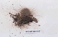 藏品(東亞小金髮苔)的圖片